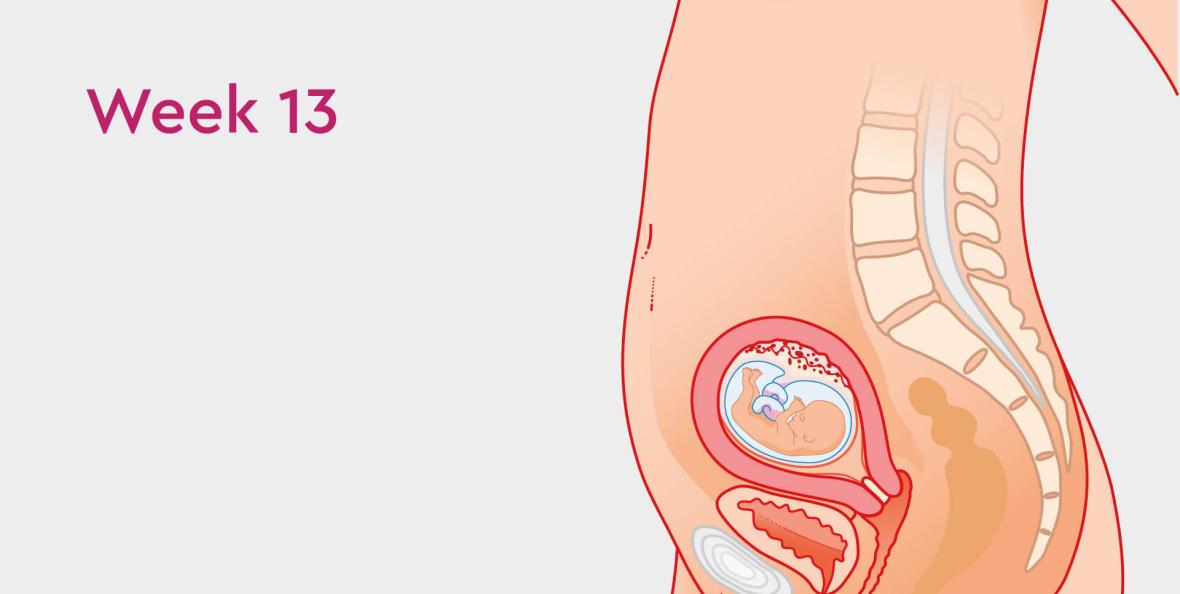 Everything you need to know about the second trimester: weeks 13 to 28