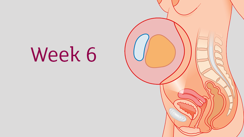 Pregnancy week 6