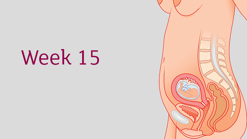 Second Trimester Weeks 13 To 28 Tommy S