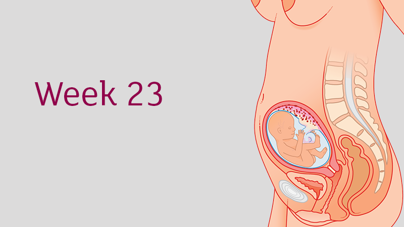 Second Trimester Weeks 13 To 28 Tommy S