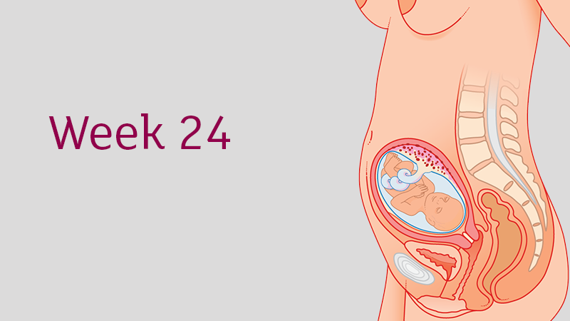 24 Weeks Pregnant All You Need To Know Tommy S