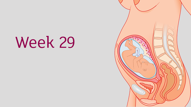 Third Trimester Weeks 29 To 40 Tommy S
