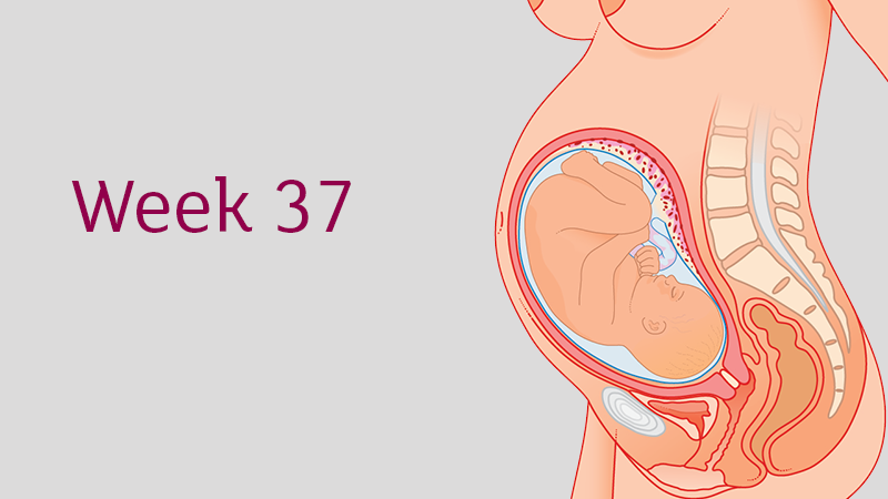 37 Weeks Pregnant: Symptoms, Size, and Development