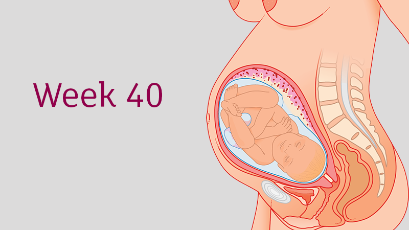 40 Weeks Pregnant All You Need To Know Tommy S