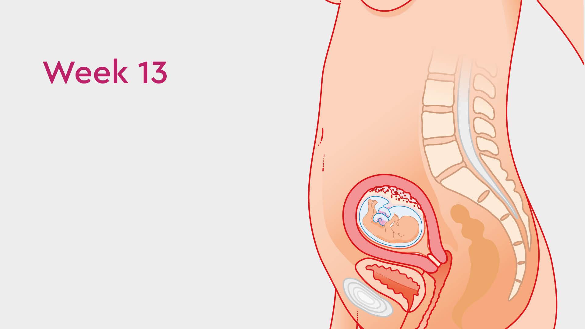 13 Weeks Pregnant: Symptoms, Ultrasound & Cramps