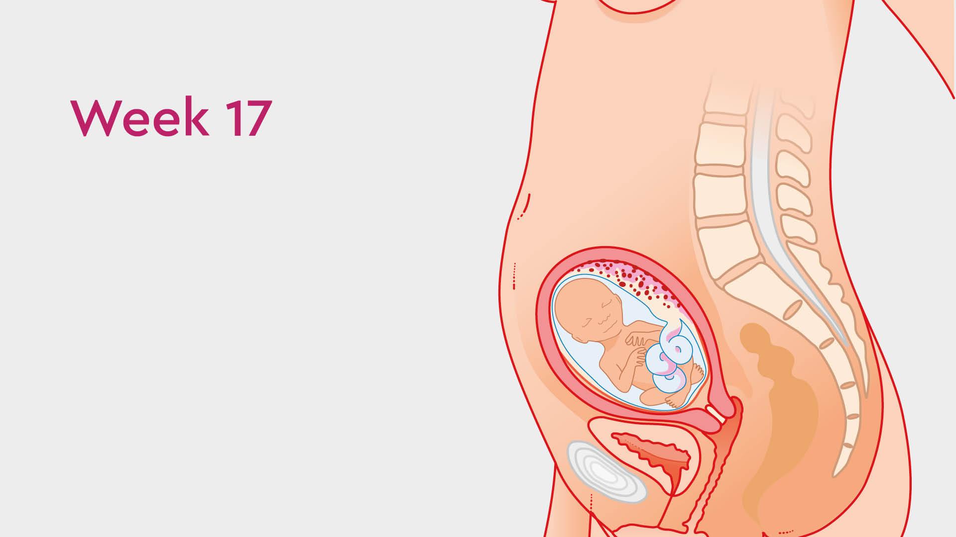 pregnant uterus 16 weeks