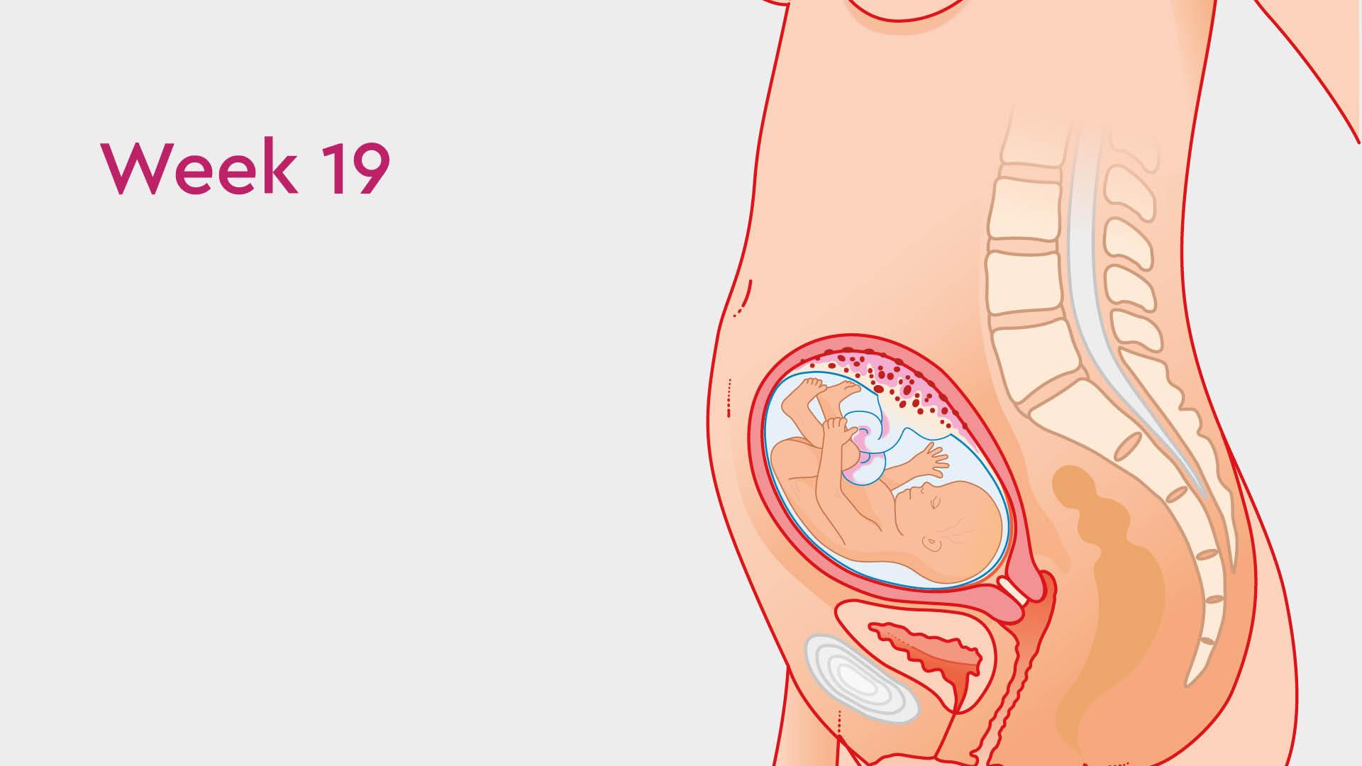 19 Weeks Pregnant: Baby Development, Symptoms & Signs