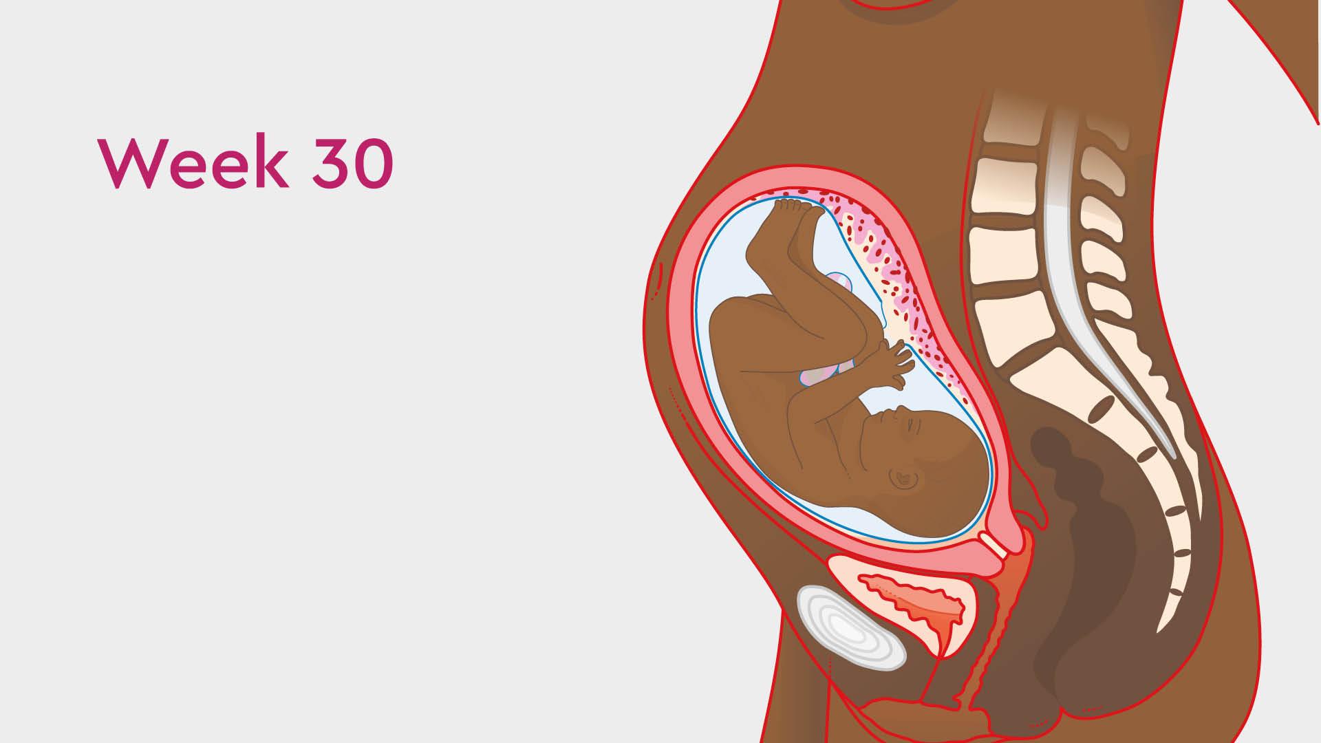 30 Weeks Pregnant: Symptoms, Development & Ultrasound