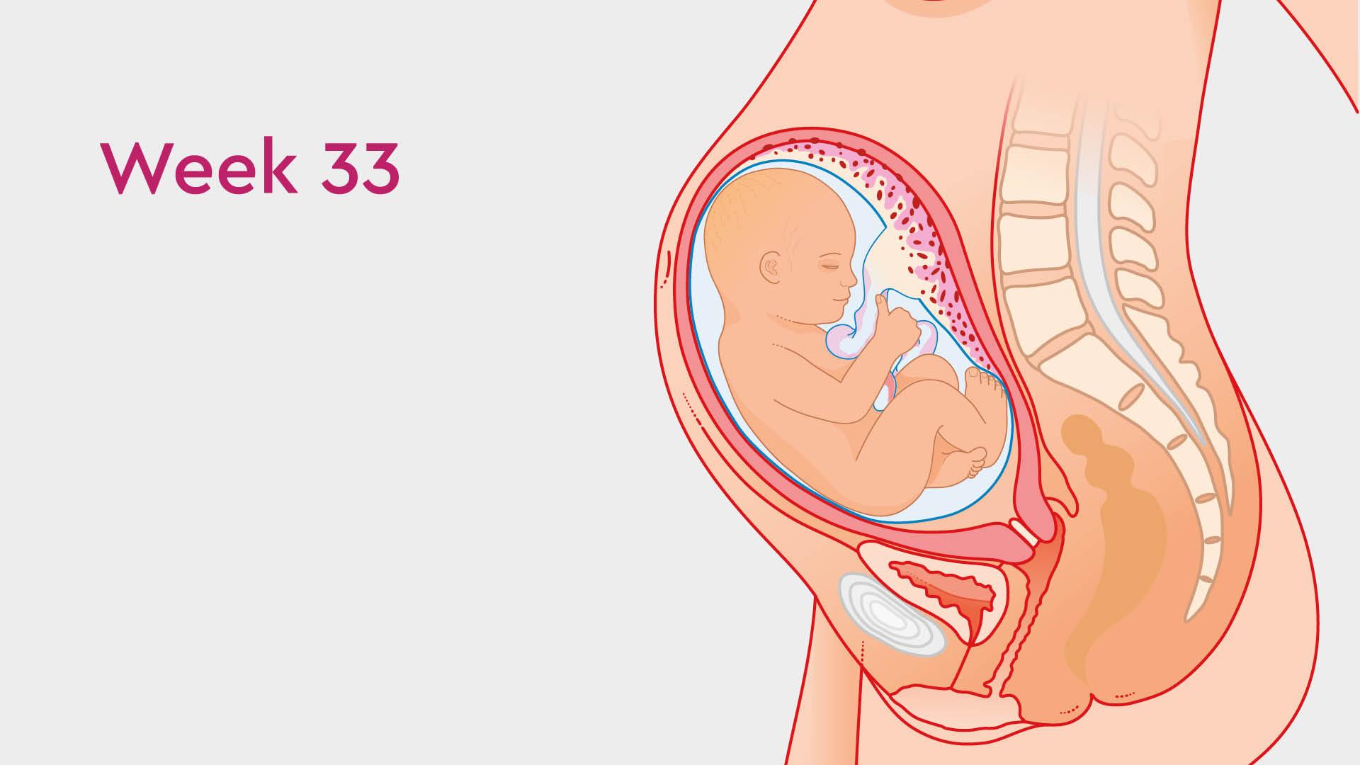 28 Weeks Pregnant: Symptoms, Size, and Development
