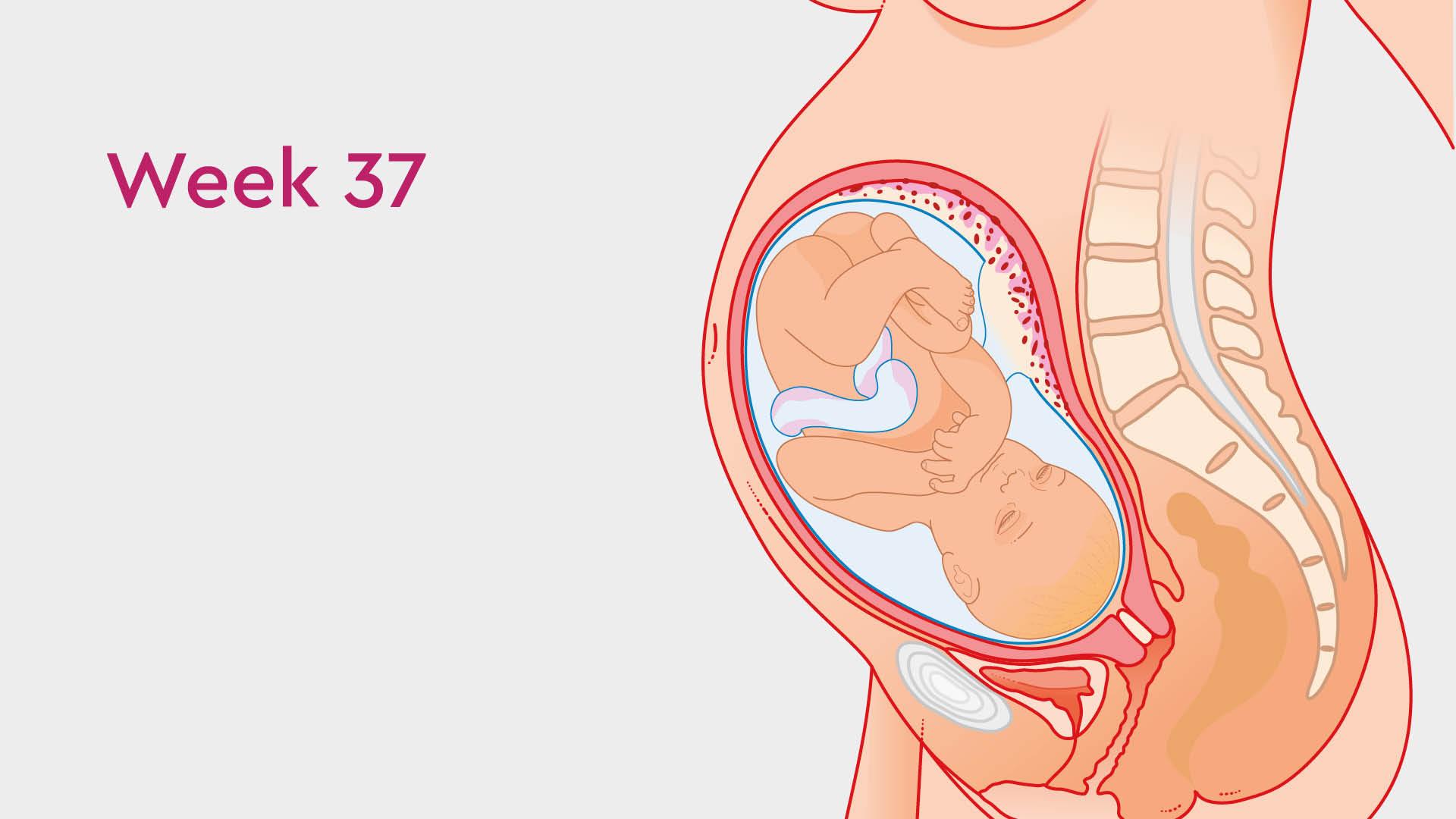 Pregnancy Week 37-41: Your baby can be born…! - The Wonder Weeks