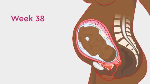 Baby and You at 39 Weeks Pregnant: Symptoms & Development