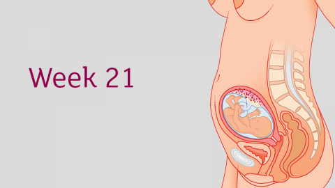 21 Weeks Pregnant All You Need To Know Tommy S