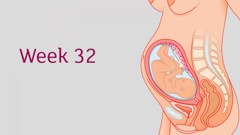 32 Weeks Pregnant All You Need To Know Tommy S