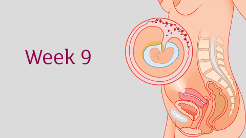 9 Weeks Pregnant All You Need To Know Tommy S